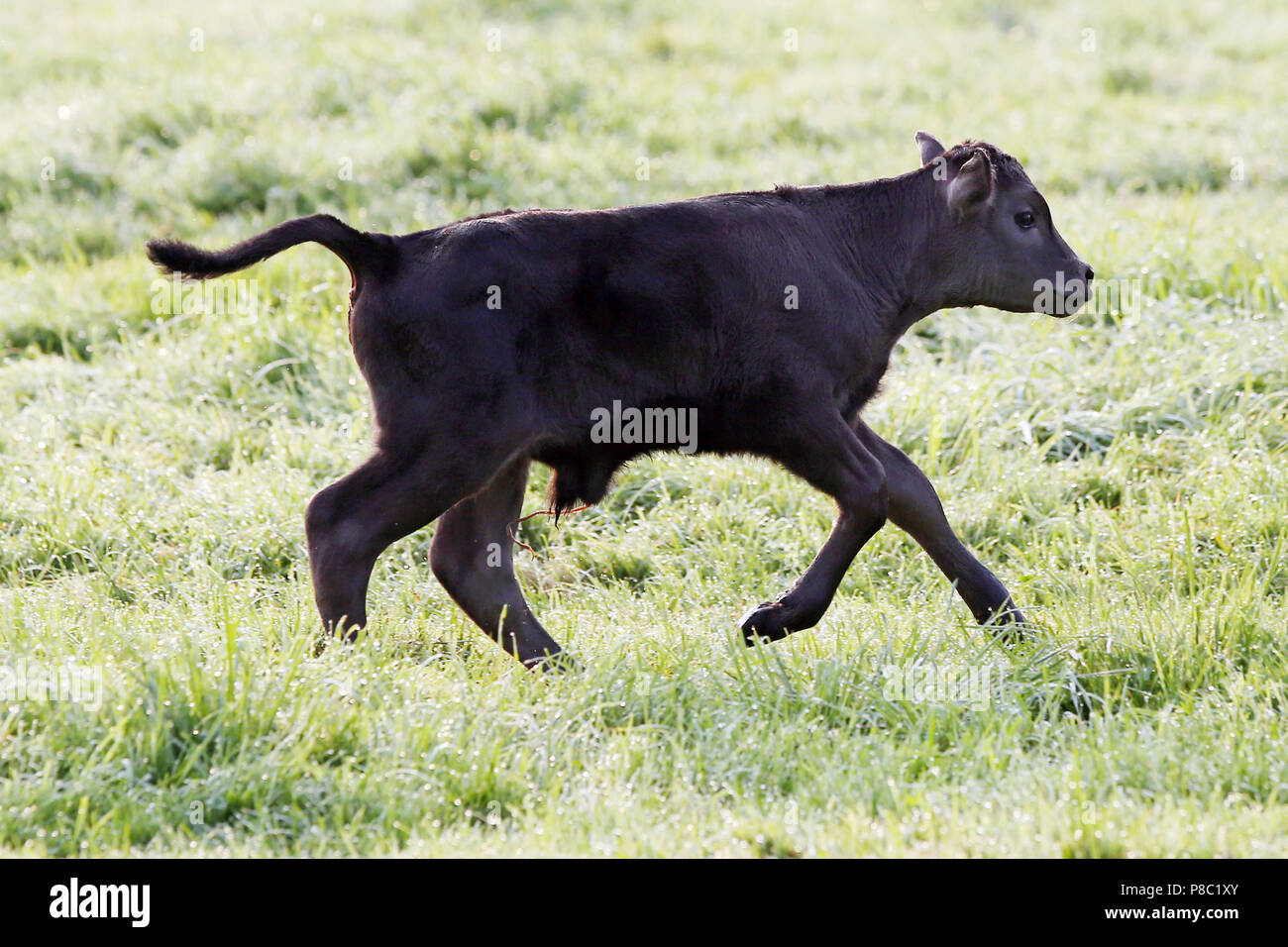 Gestüt Itlingen ternero recién nacido, galope en una pradera Foto de stock
