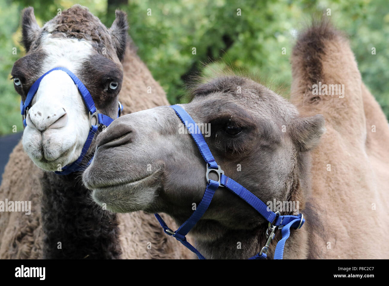 Hannover, Alemania, dromedario (izquierda) y camello en vertical Foto de stock