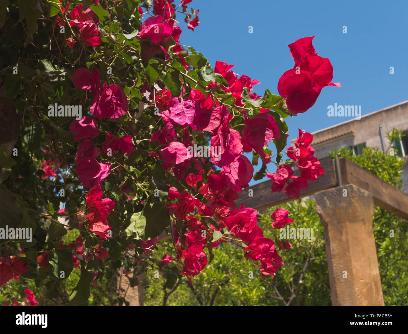 Brácteas de color magenta de la bougainvillea glabra, vid ornamental, visto en el jardín del Obispo en Palma de Mallorca, España. Foto de stock