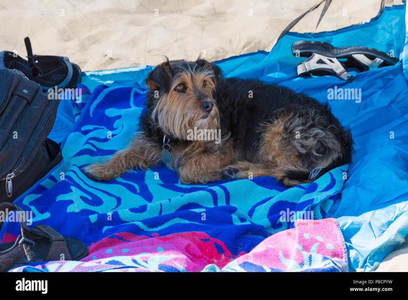Cruz De Yorkshire Terrier Fotos E Imagenes De Stock Alamy