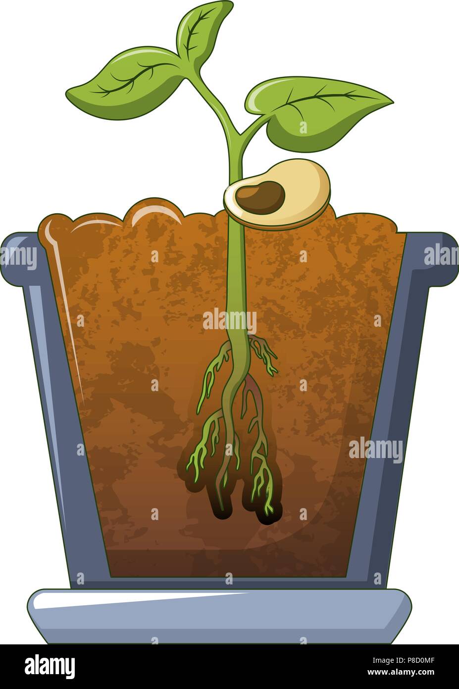 Planta de frijol creciente, el icono de estilo de dibujos animados Imagen  Vector de stock - Alamy