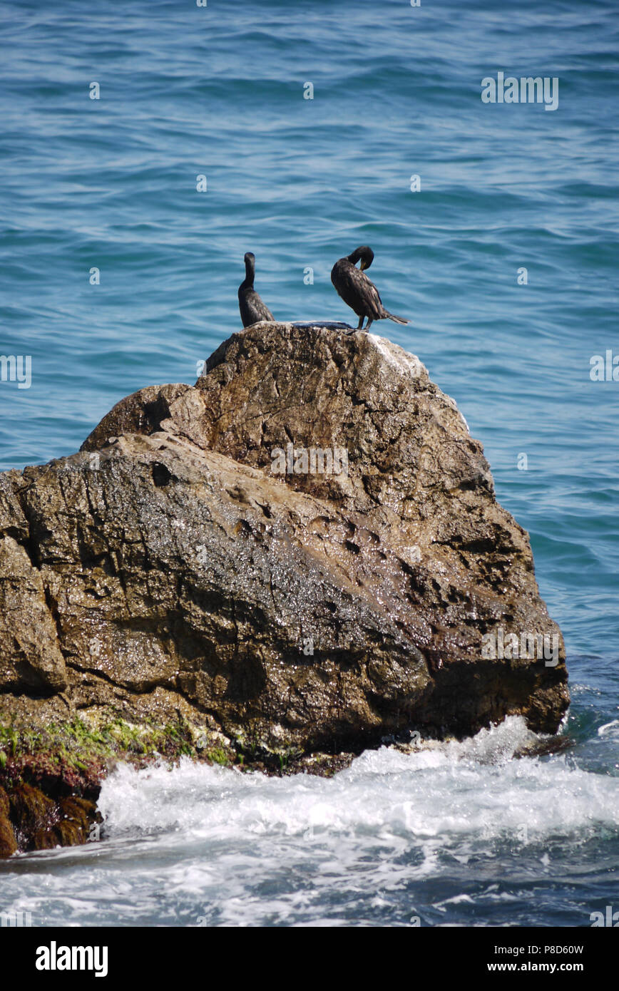 Limpiar las plumas de las aves del mar Negro en una piedra en medio del  agua . Para su diseño Fotografía de stock - Alamy