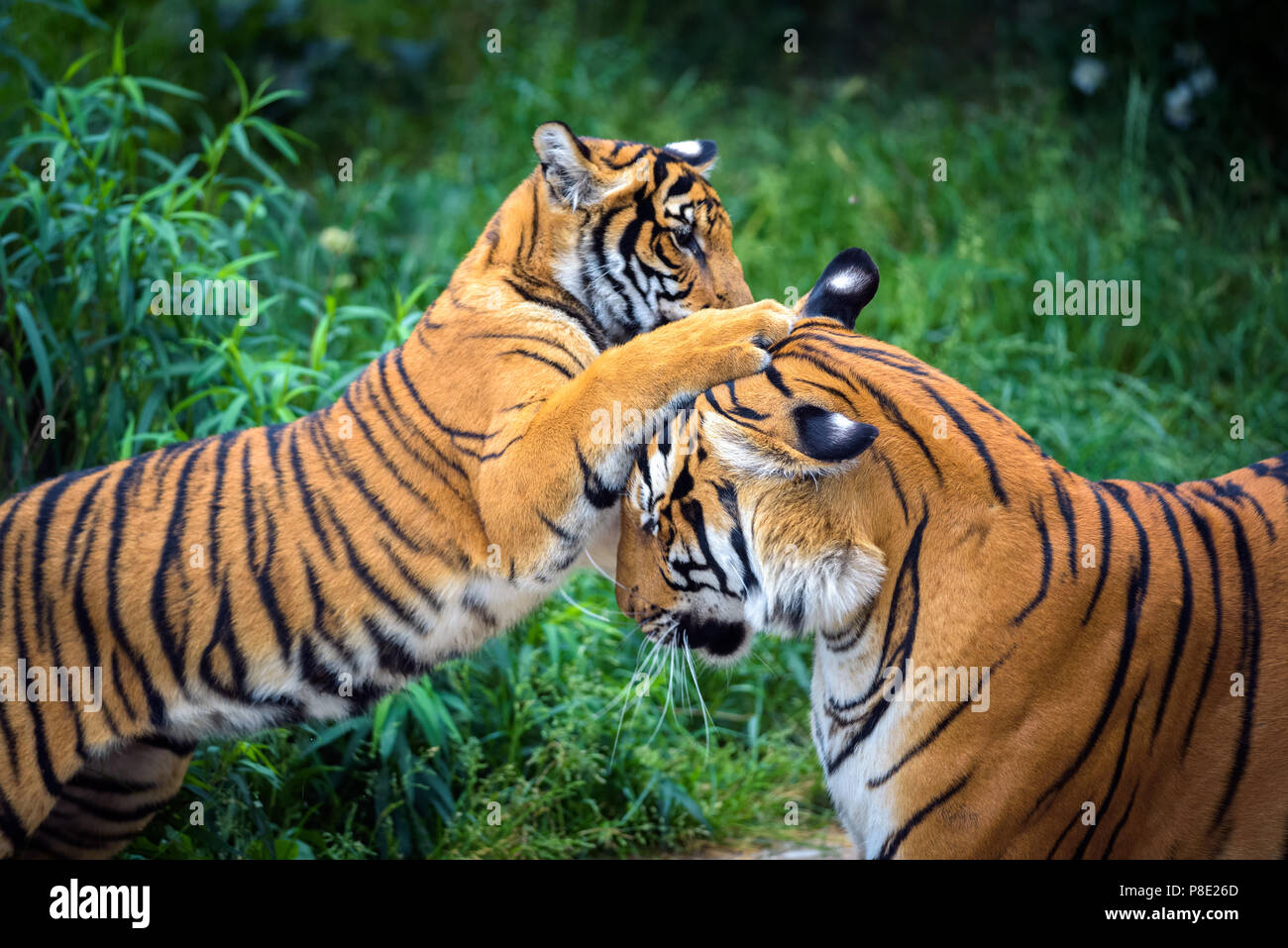 Dos jóvenes tigres malayos combates Foto de stock