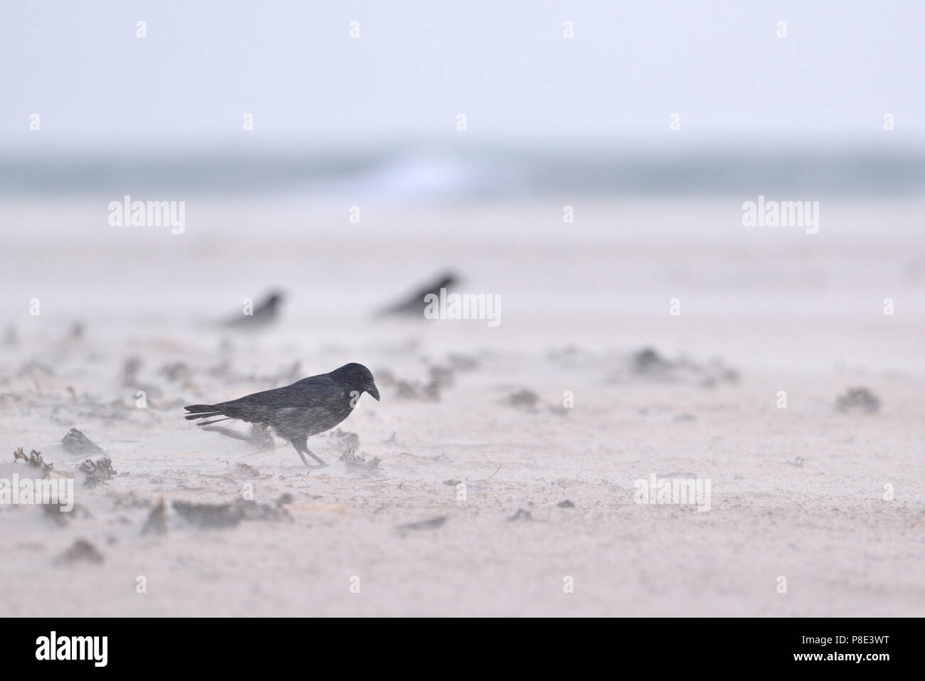 Carrion cuervos (Corvus corone) en una tormenta de arena en busca de alimentos, la Isla de Helgoland, Schleswig-Holstein, Alemania Foto de stock