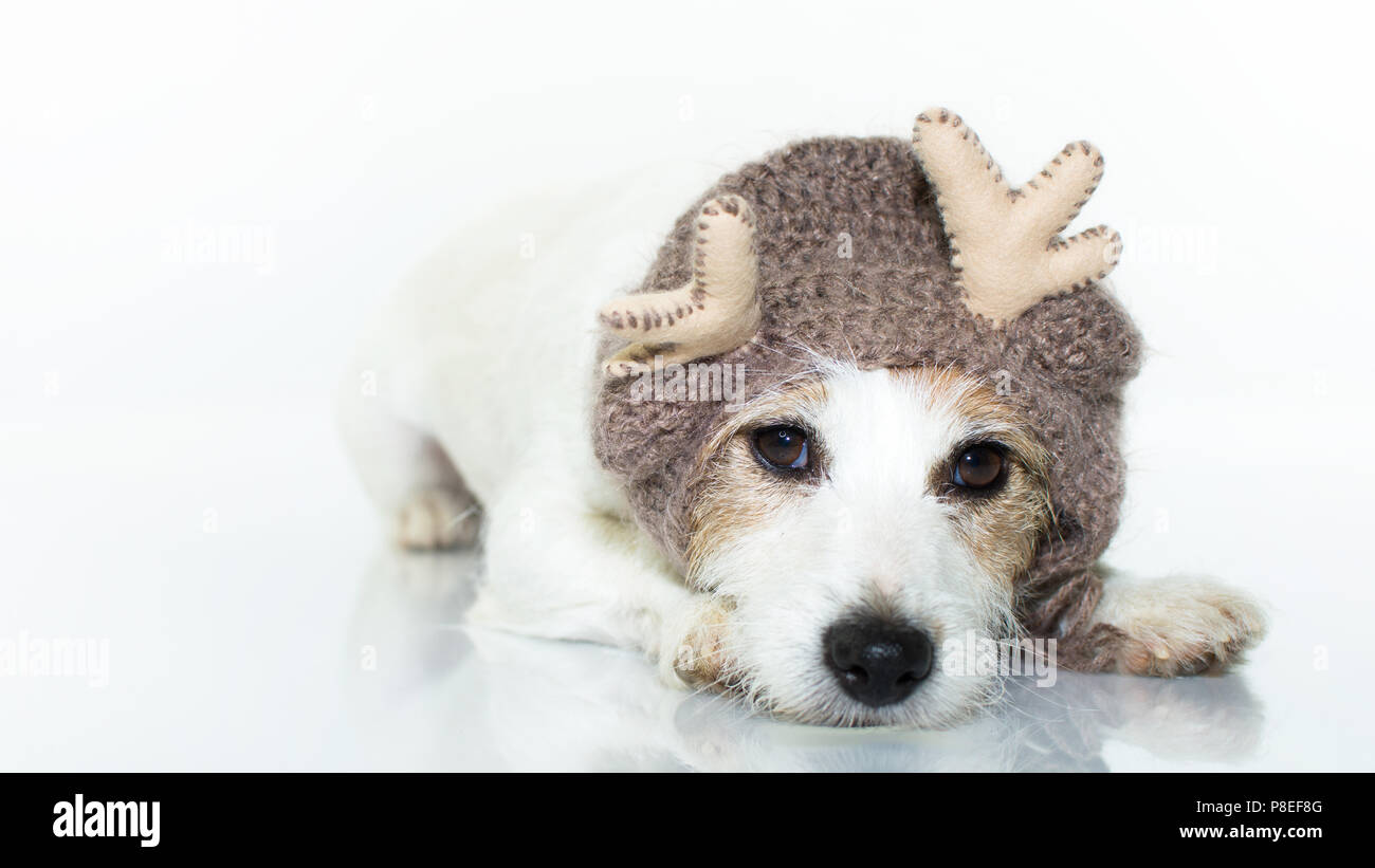 Lindo y adorable Jack Russell perro vestido como un reno de Navidad AISLADO EN BLANCO STUDIO FONDO con espacio de copia Foto de stock