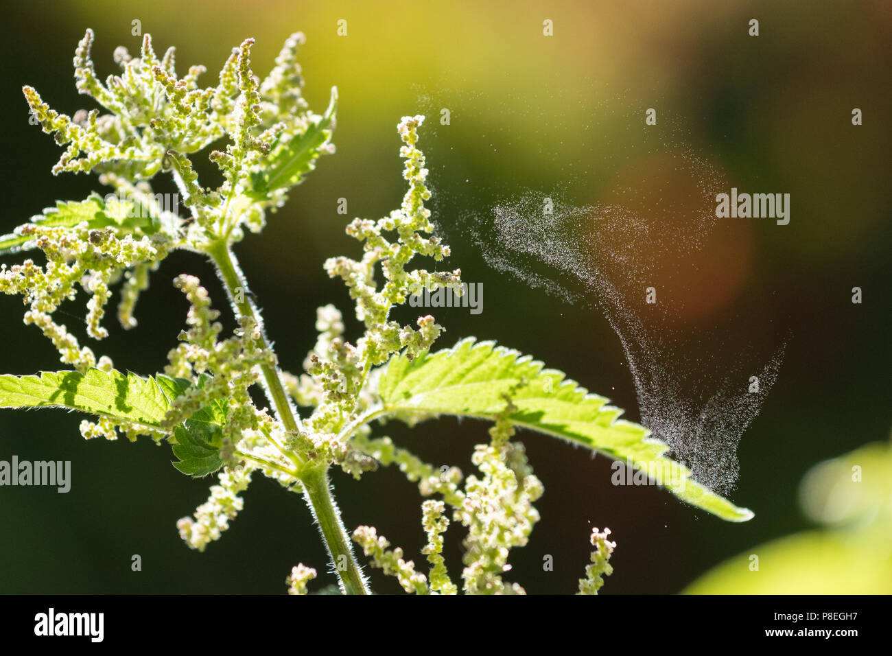 El viento la polinización, dispersión del polen por catapulta - ortiga (Urtica dioica) arrojar el polen en un día seco Foto de stock