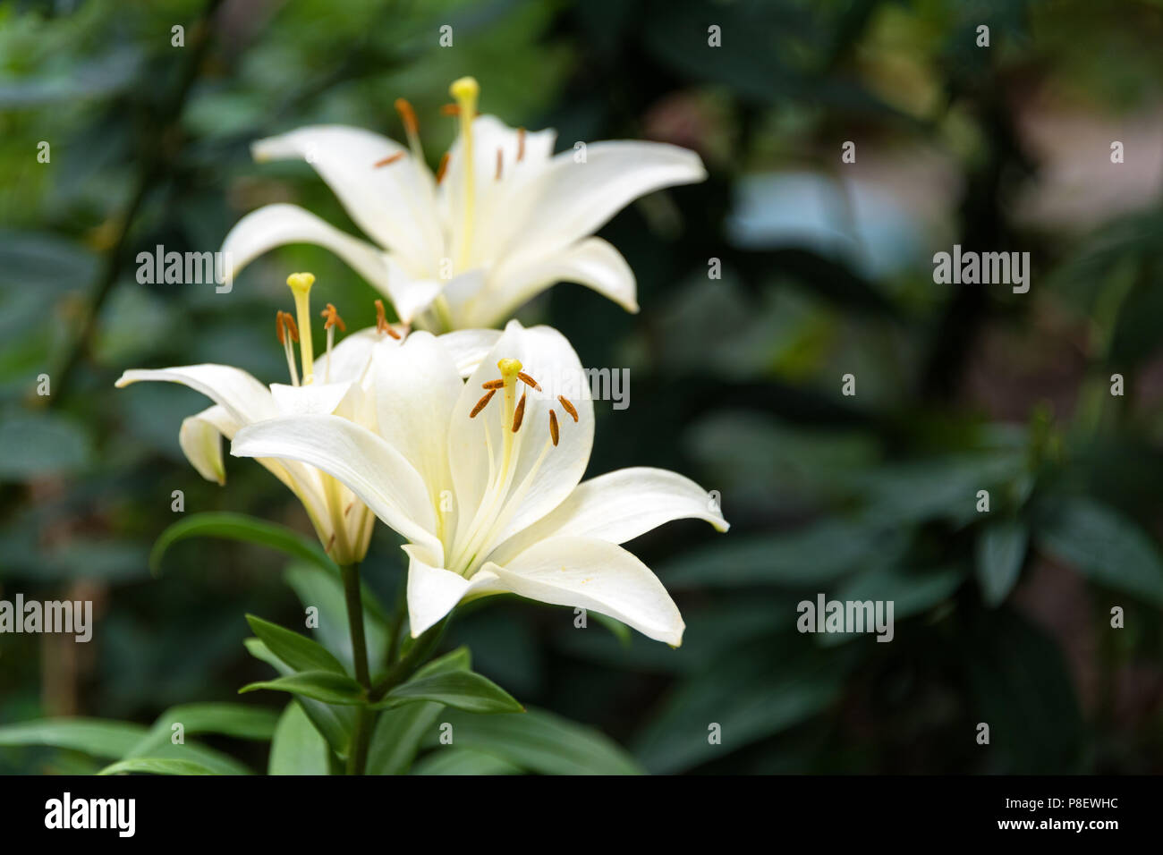 https www alamy es hermosa flor de lis sobre fondo de hojas verdes lilium longiflorum flores en el jardin image211769080 html