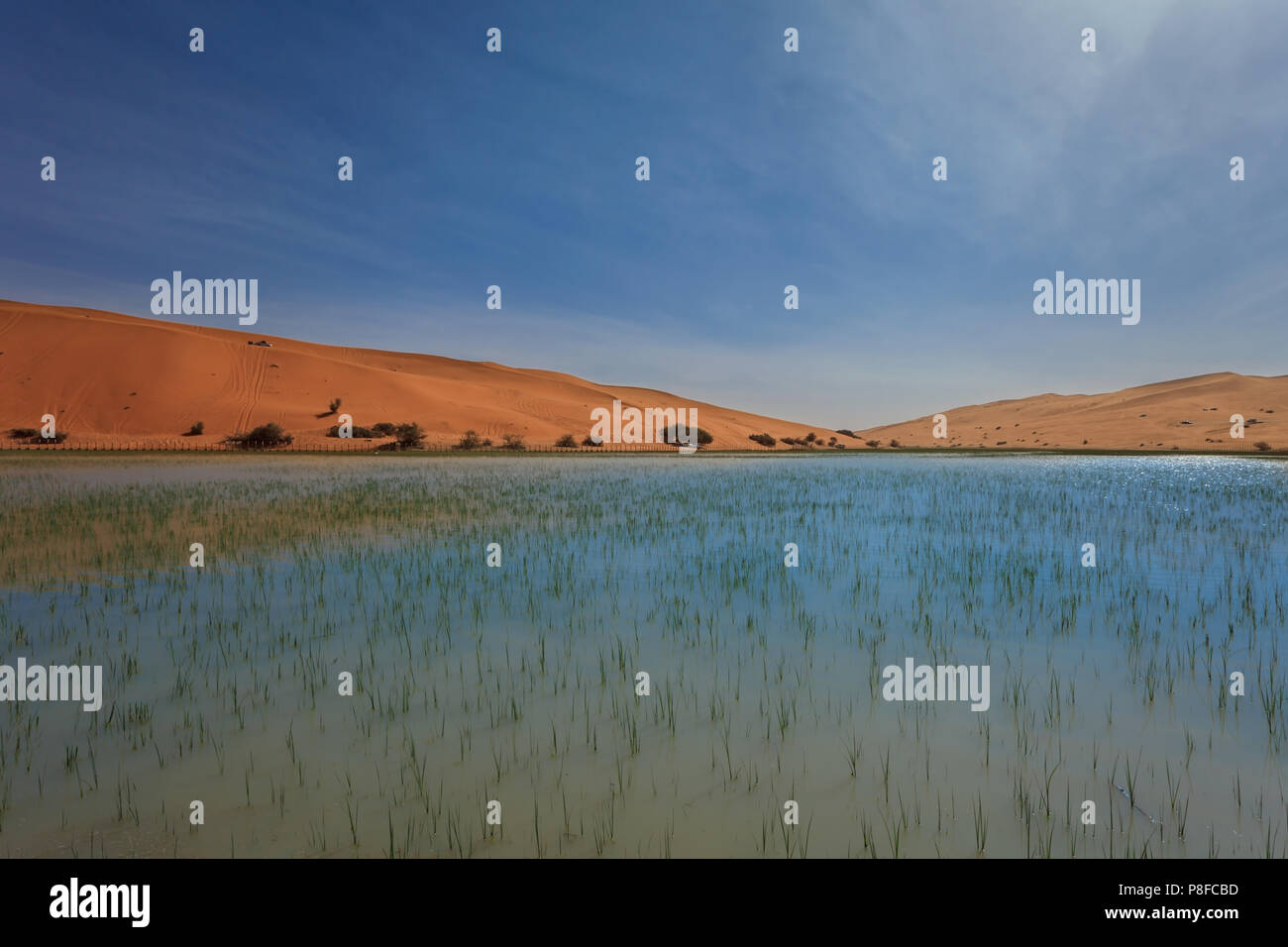 Desierto paisaje después de las lluvias, la Arabia Saudita Foto de stock