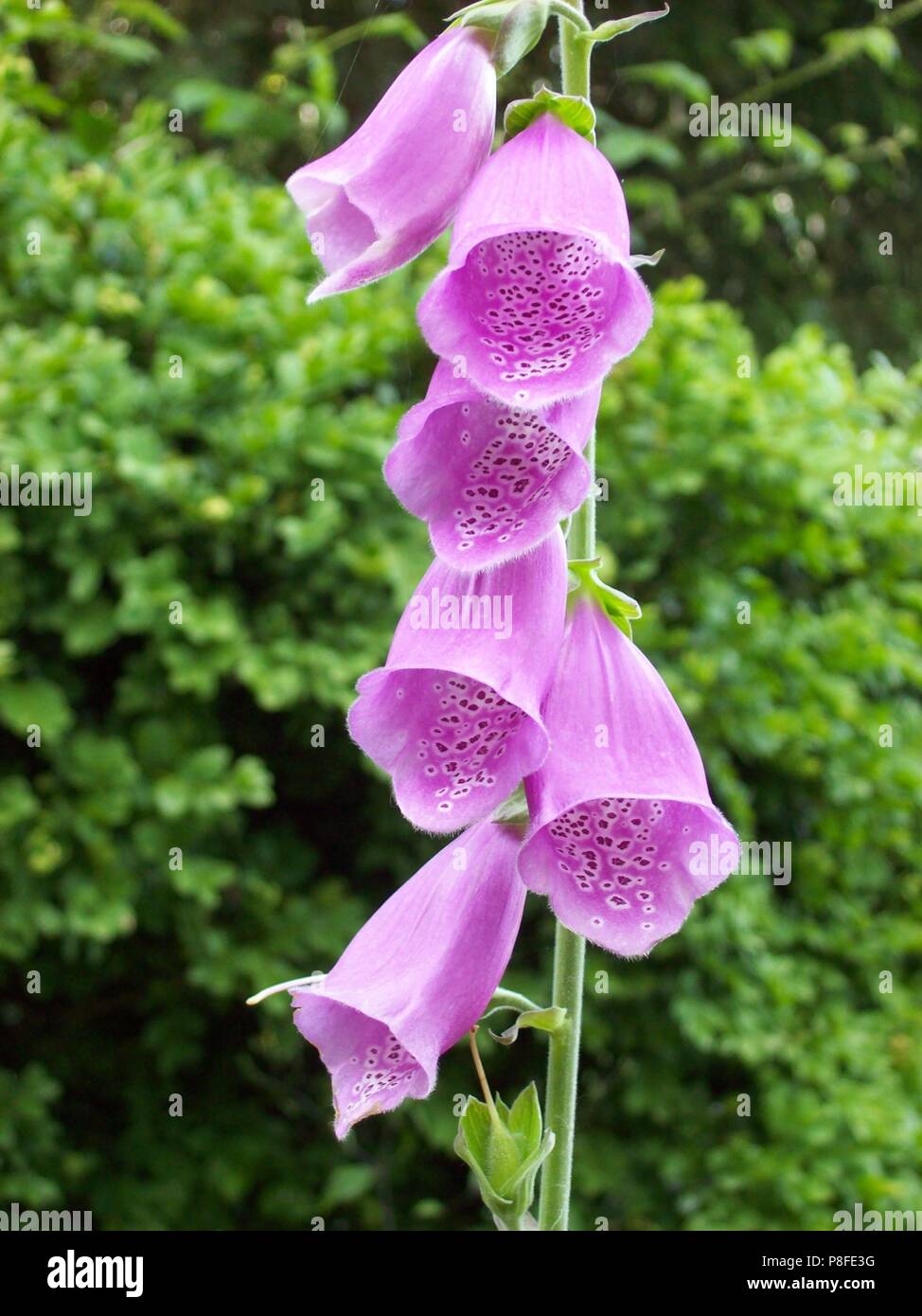 Flores en forma de campana de color rosa en un tallo con un casquillo en el  fondo Fotografía de stock - Alamy