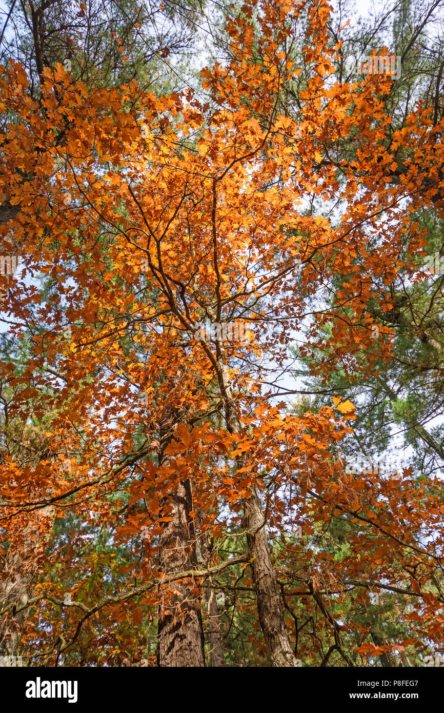 Mirando hacia arriba en un árbol retroiluminado en el otoño en Black River State Forest en Wisconsin Foto de stock