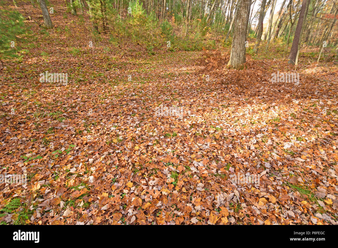 Coloridas hojas en el suelo del bosque en otoño en Black River State Forest en Wisconsin Foto de stock