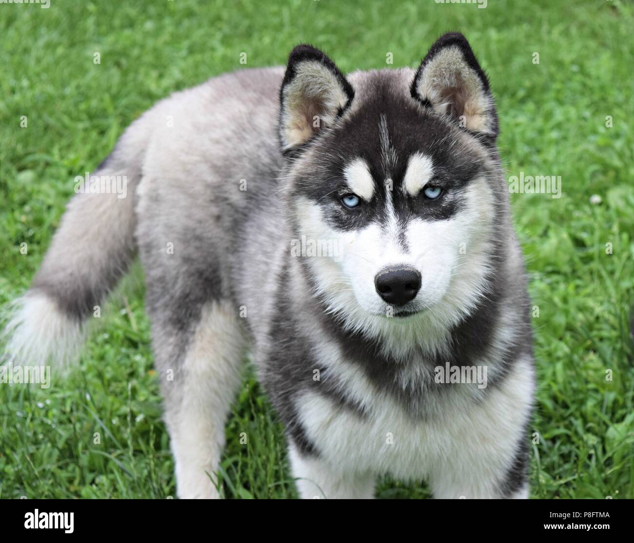 Husky Siberiano Blanco Y Negro Fotografia De Stock Alamy