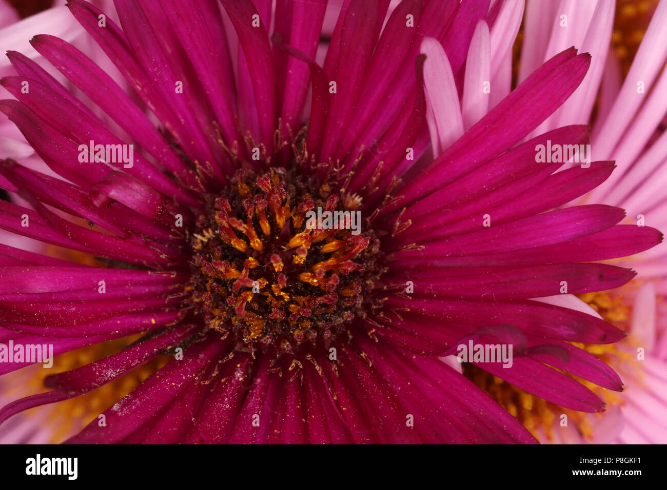 Berlín, Alemania, violeta aster Foto de stock