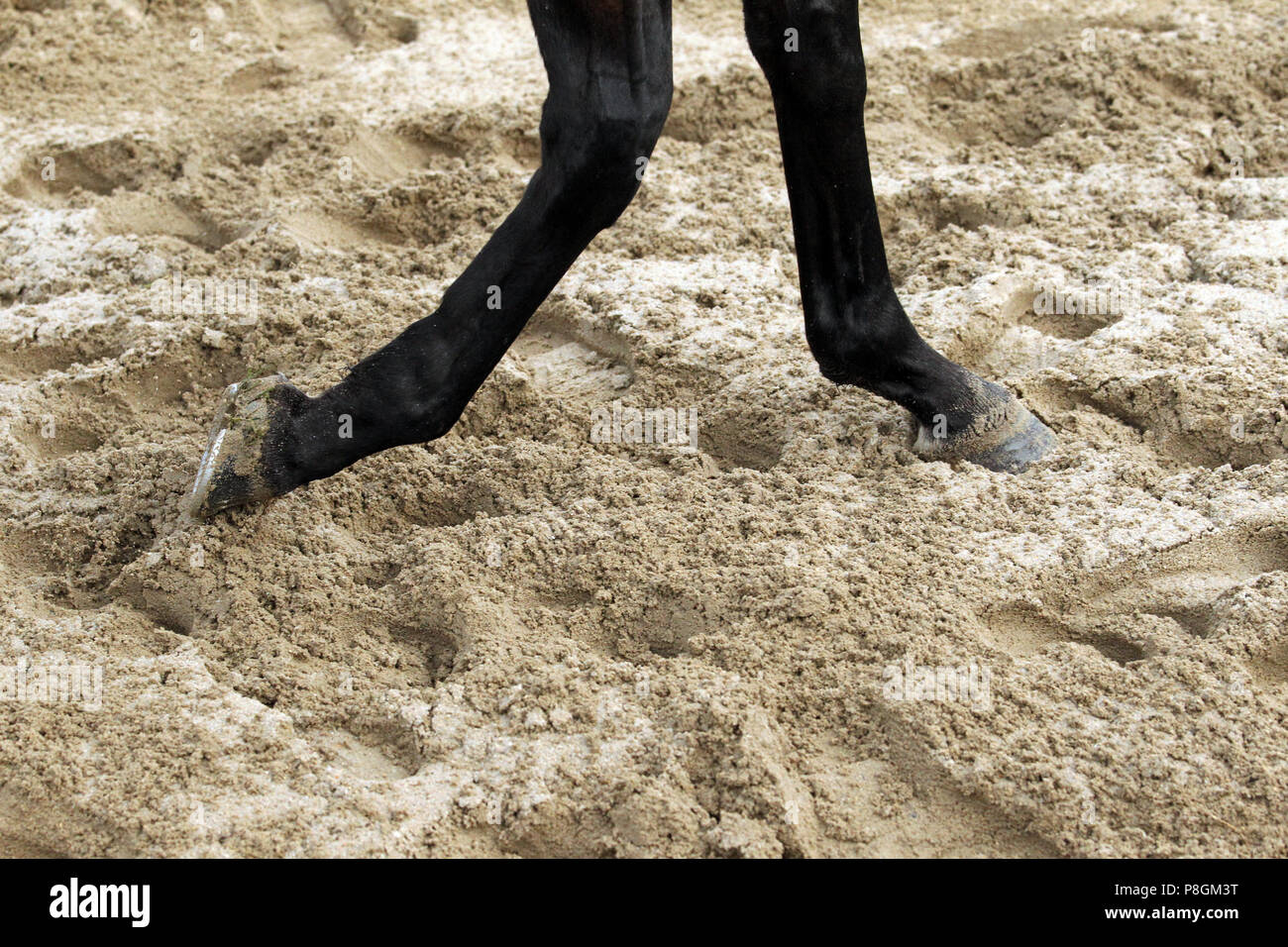 Las piernas del caballo de Dresde, ejecute a través de arena profunda Foto de stock