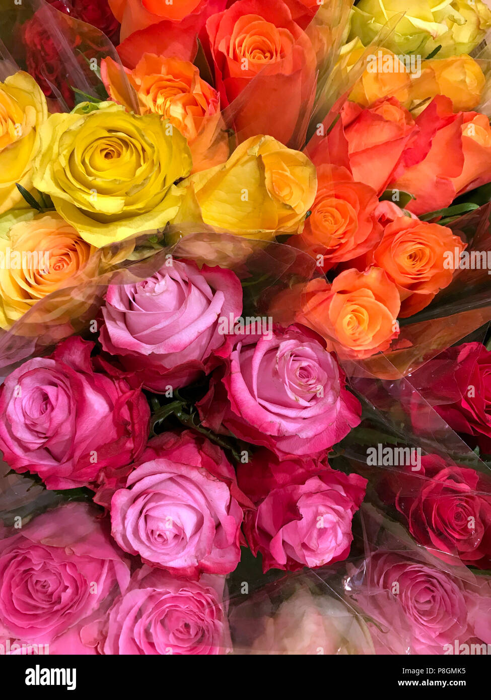 Berlín, Alemania, rosas envasadas en celofán Foto de stock
