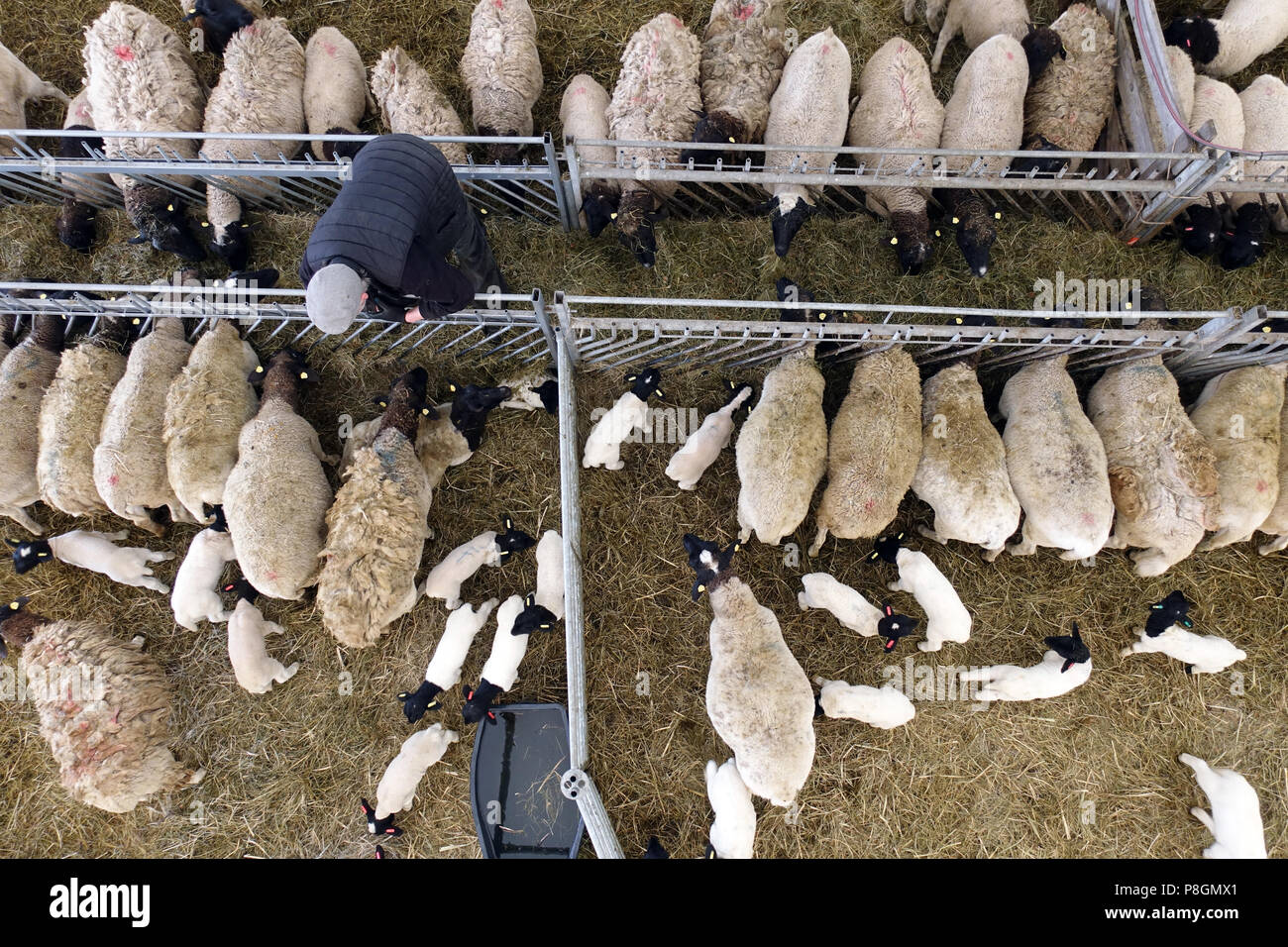 Nueva Kaetwin, Alemania, ovejas Dorper en el establo comer heno Foto de stock
