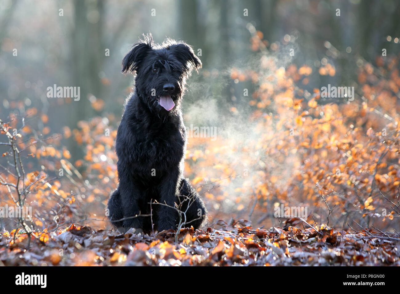 Nueva Kaetwin, Alemania, Schnauzer gigante se sienta jadeando en las maderas en hojas de otoño Foto de stock
