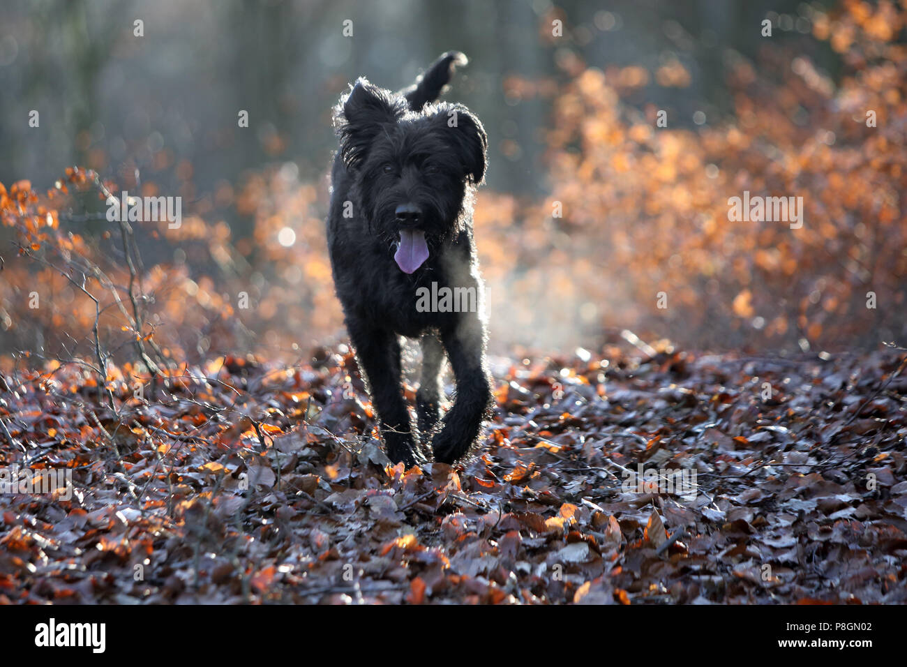 Nueva Kaetwin, Alemania, Giant Schnauzer ejecuta jadeando en el bosque en hojas de otoño Foto de stock