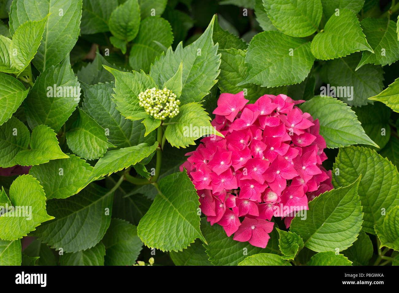 Primer plano de una flor rosa flor hortensia hydrangea flor con fondo verde  natural. Profundidad de campo Fotografía de stock - Alamy