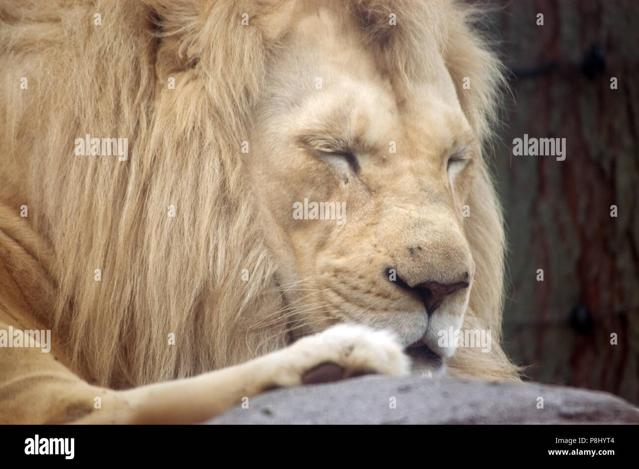 El rey de las bestias, el Poderoso León, toma una siesta. Foto de stock