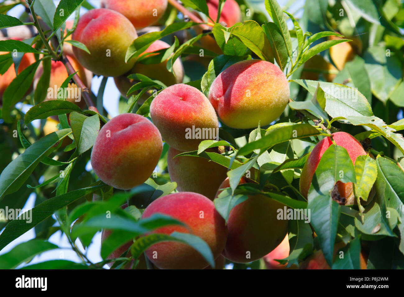 Duraznos dulces frutos maduros crecen en un árbol de durazno Fotografía