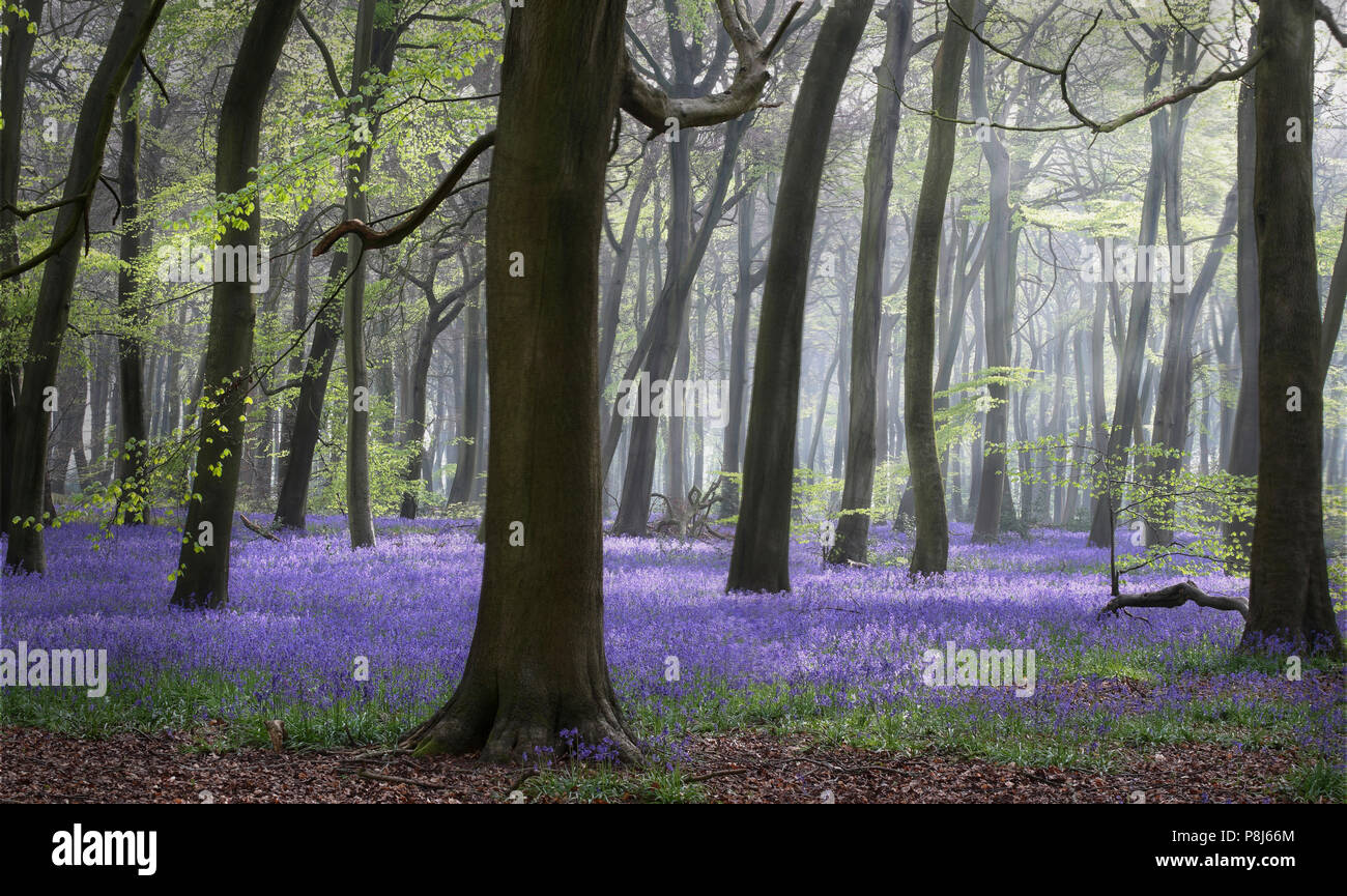 Primavera Bluebell bosques en la los Chilterns, Oxfordshire Foto de stock