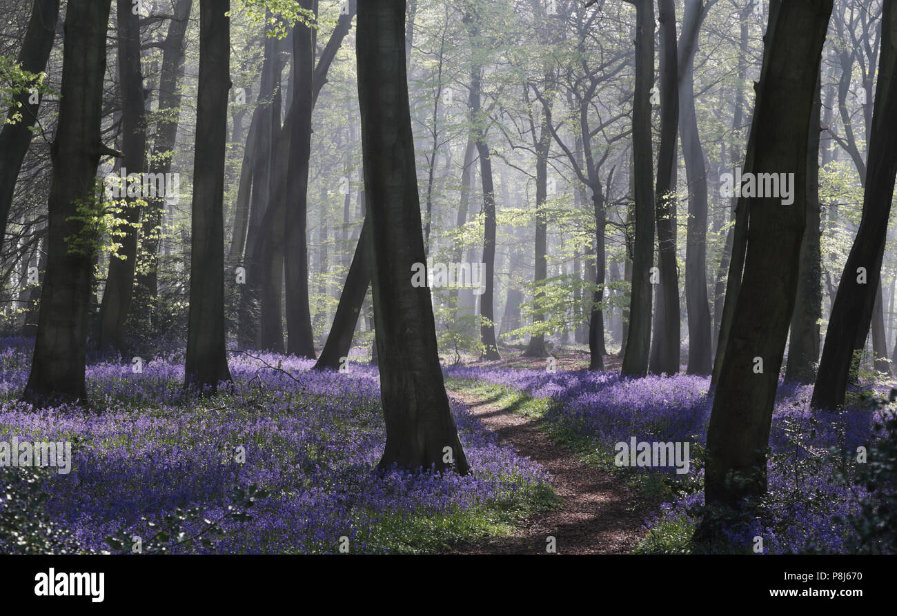 Primavera Bluebell bosques en la los Chilterns, Oxfordshire Foto de stock