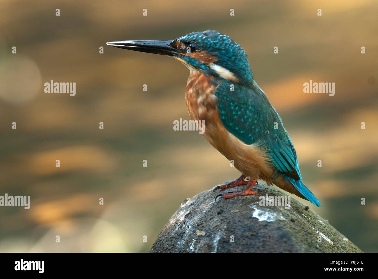 El martín pescador (Alcedo atthis) colgado Foto de stock