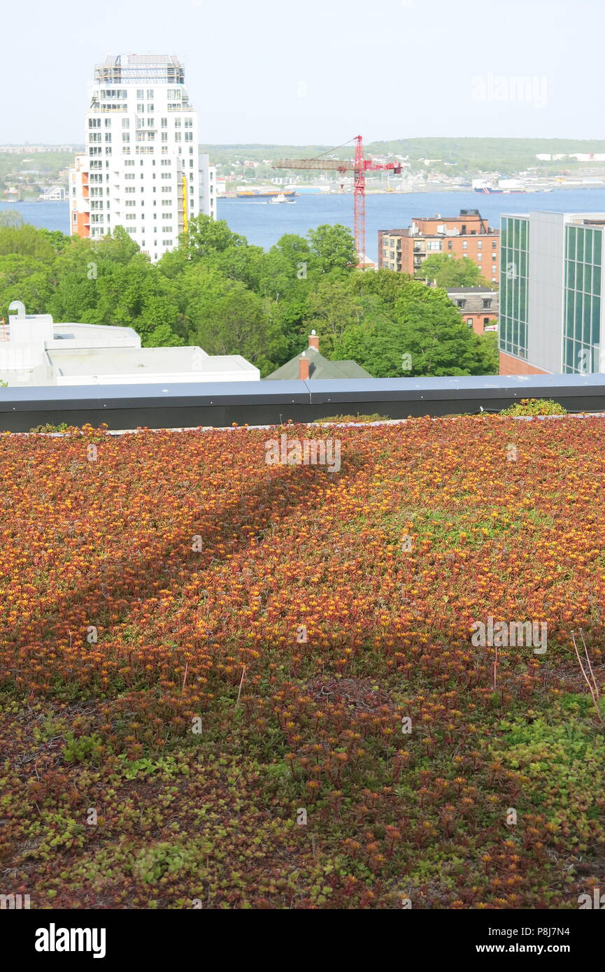 Una de las características de diseño y la sostenibilidad ecológica en la nueva biblioteca pública de Halifax es un sedum techo para la recolección de agua de lluvia y la eficiencia energética Foto de stock