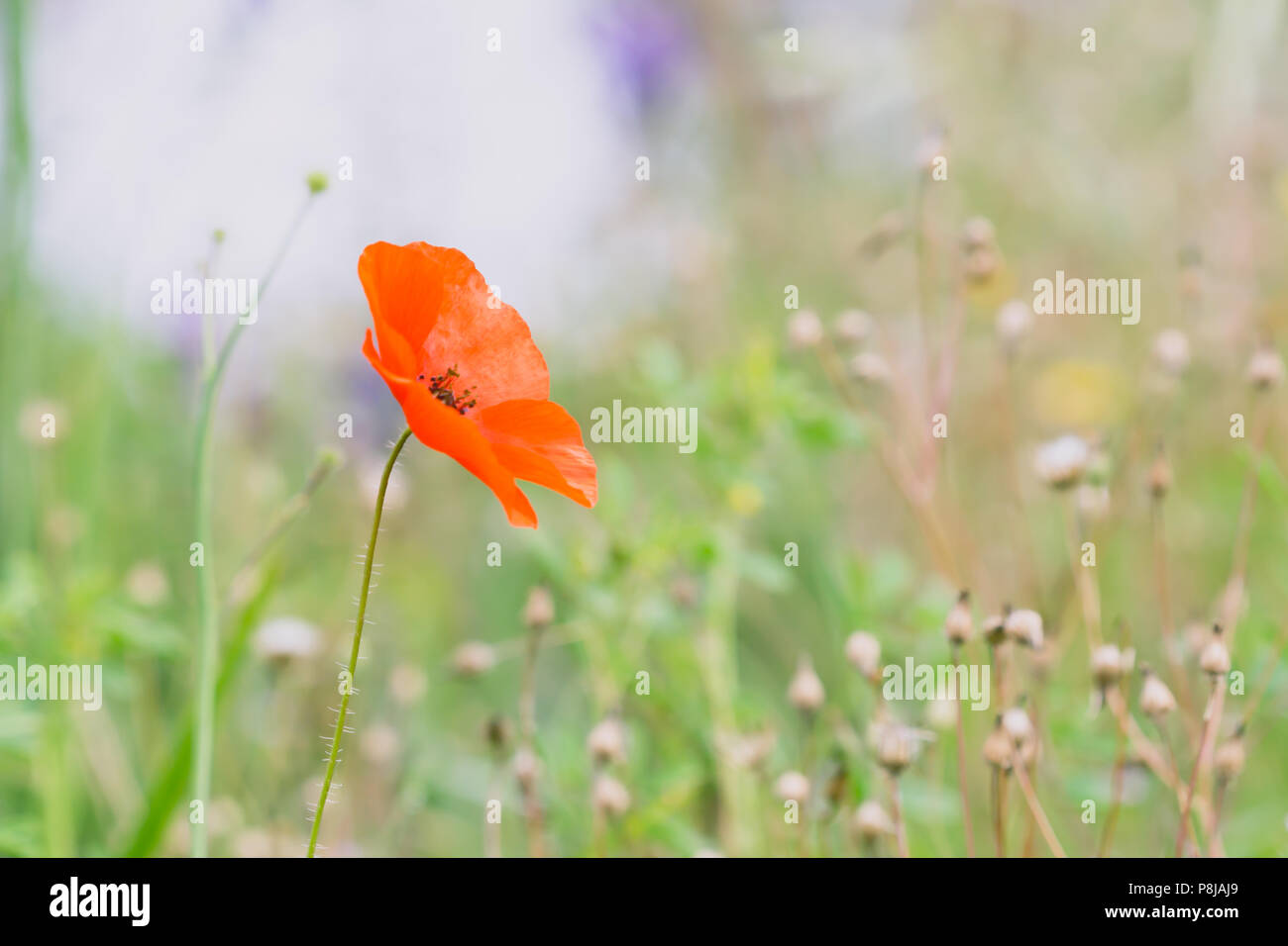 Flor de adormidera, Verano Meadow, explosión de color Foto de stock