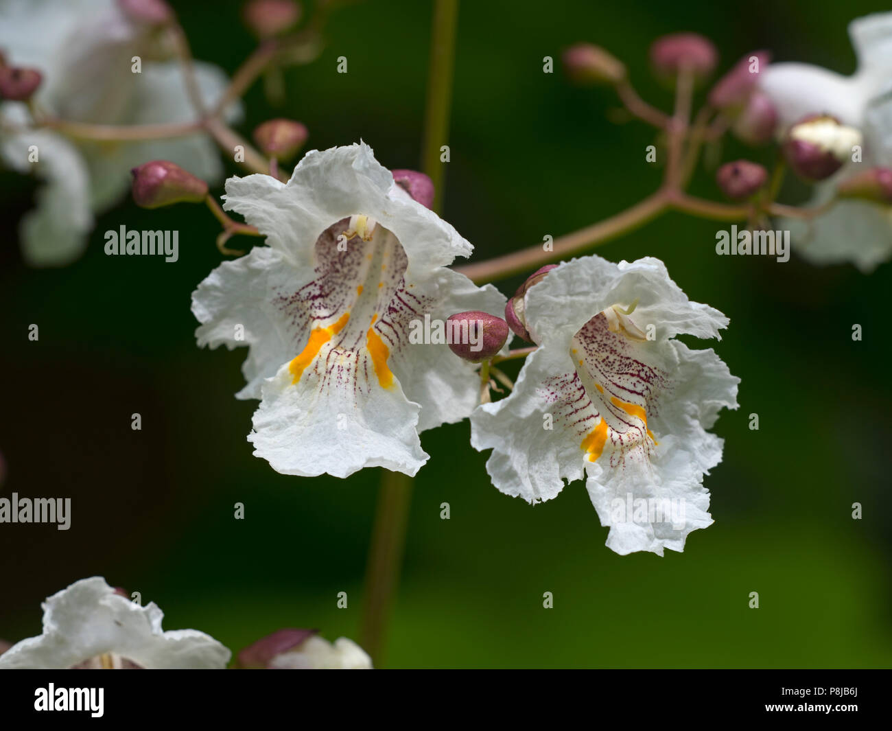 Sur de catalpa bignonioides Catalpa en flor Foto de stock