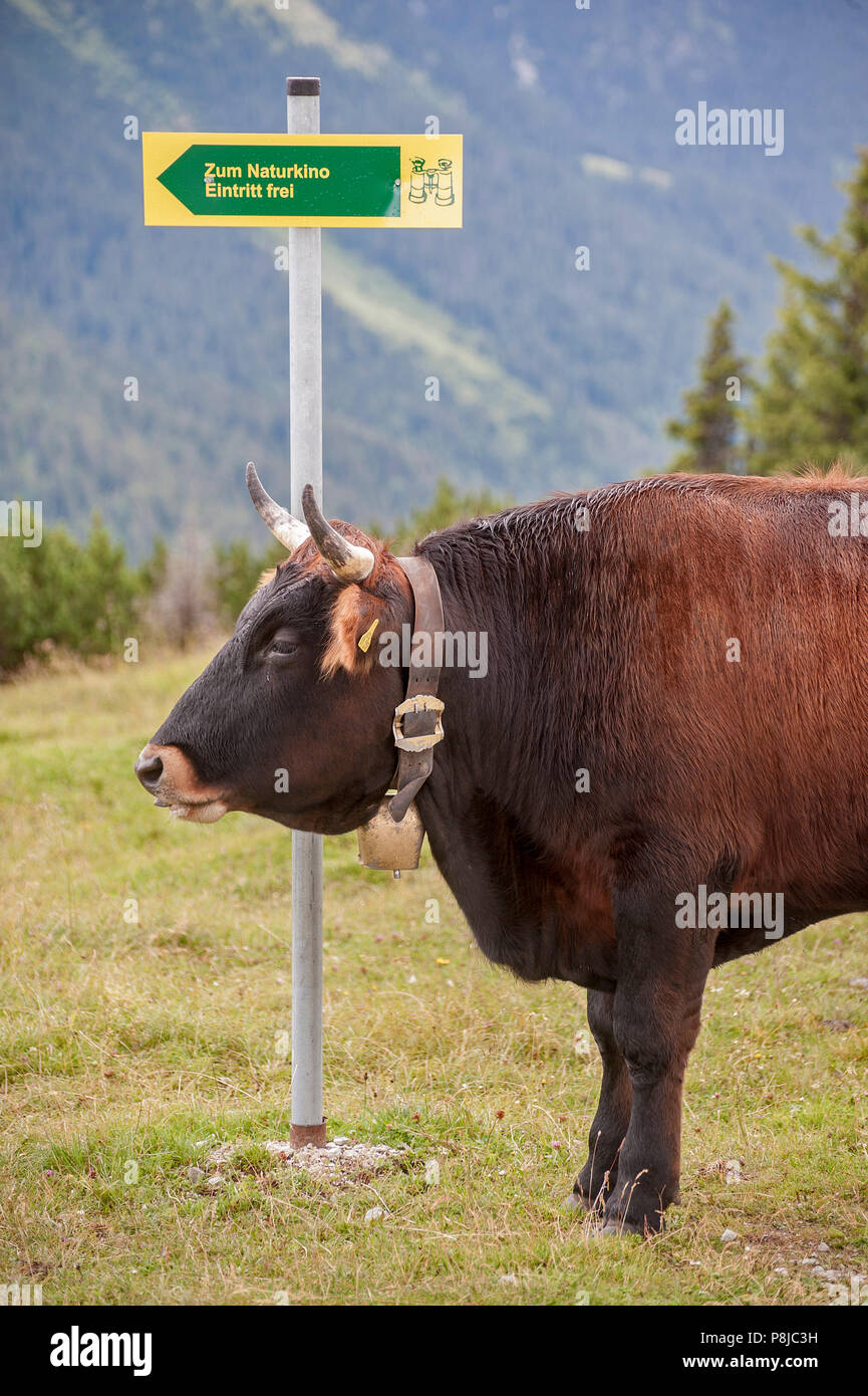 Garmisch-Partenkirchener Kuh. Foto de stock