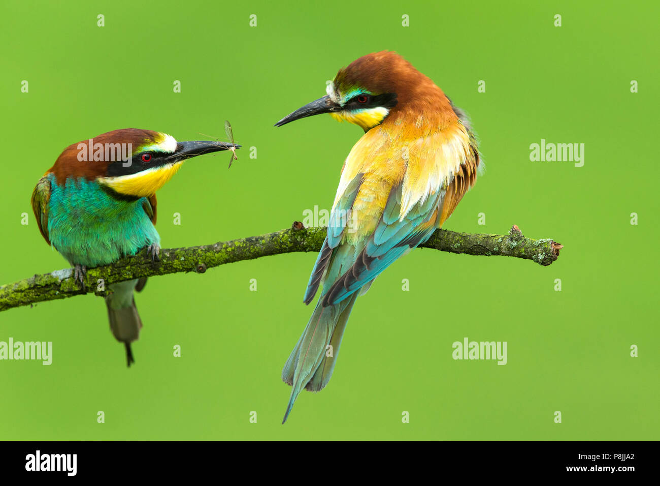 Pareja de abejarucos Europeos (Merops apiaster ) en la rama pasando un insecto Foto de stock