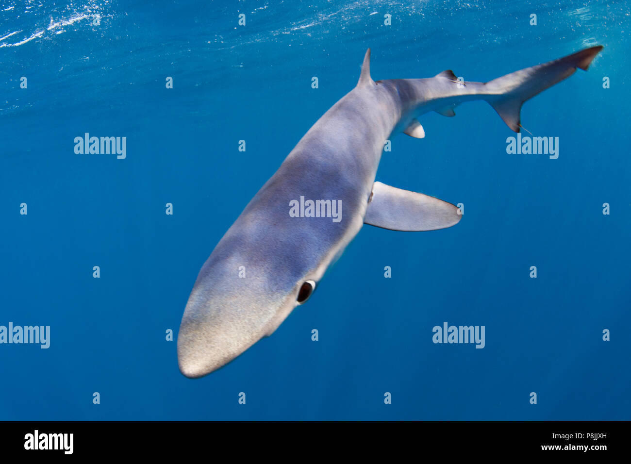 Tiburón azul en aguas abiertas. Foto de stock