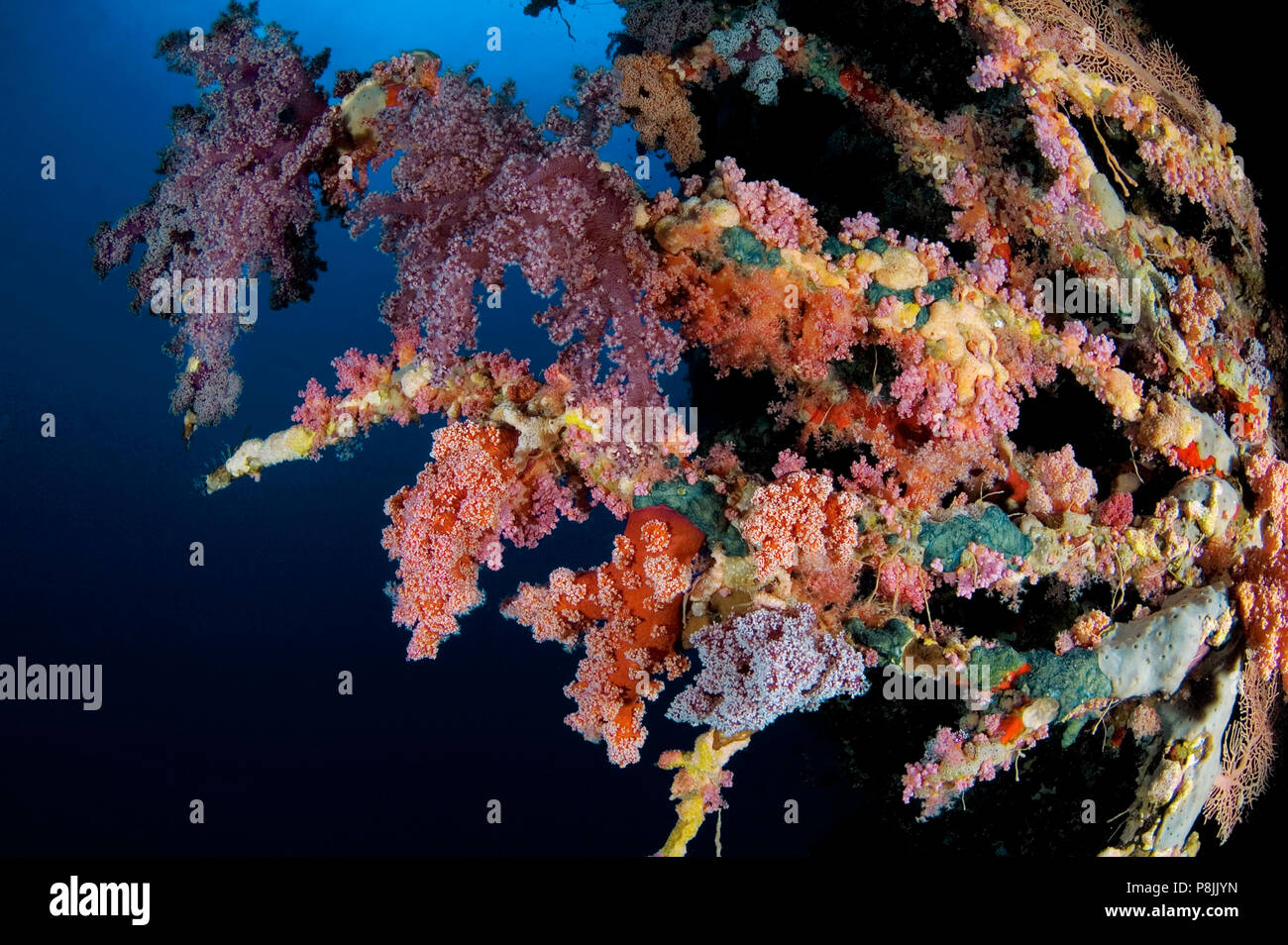 Corales blandos en el Daedalus Reef Foto de stock
