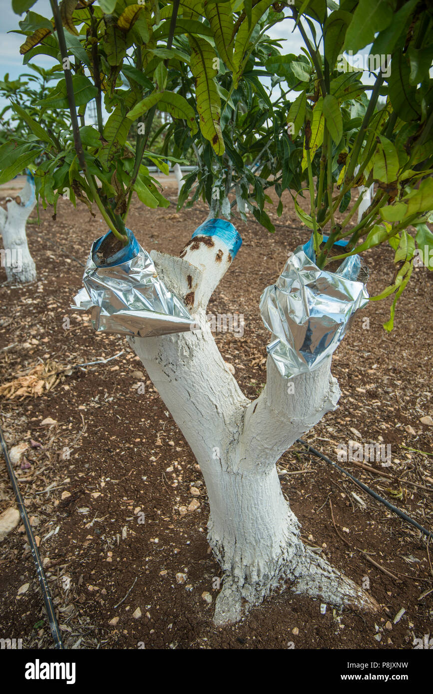 Los injertos de árboles de mango Fotografía de stock - Alamy