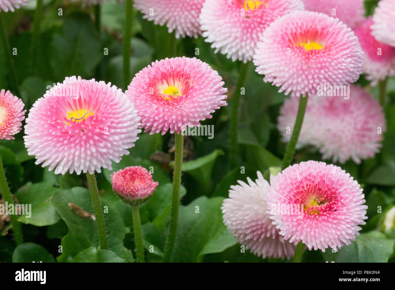 Margaritas Inglesas Fotos e Imágenes de stock Alamy