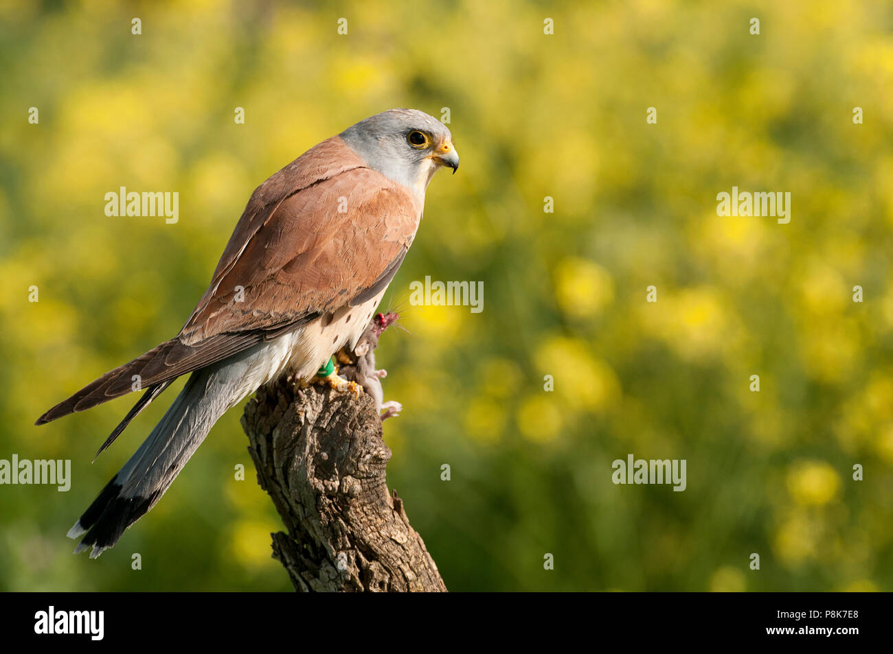 Cernícalo primilla, macho, comer un ratón, Falco naumann Foto de stock