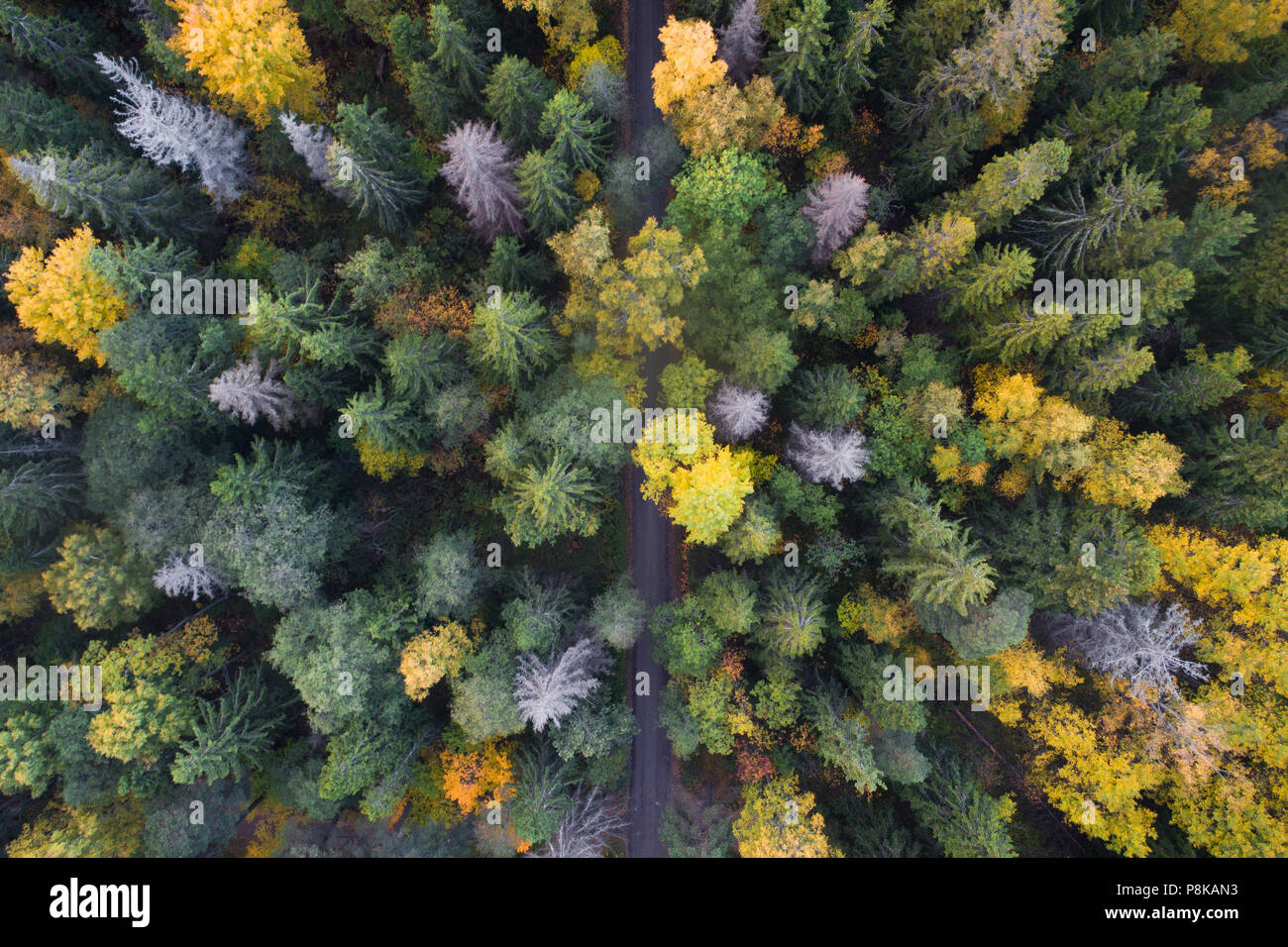 Vista aérea del otoño colorido follaje de los bosques boreales en el país nórdico Foto de stock