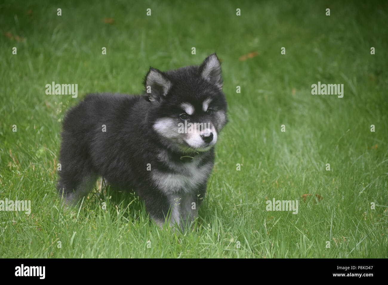 Incorrecto hotel pedir disculpas Hermosa joven cachorro de Husky con negro, blanco y gris lobos Fotografía  de stock - Alamy