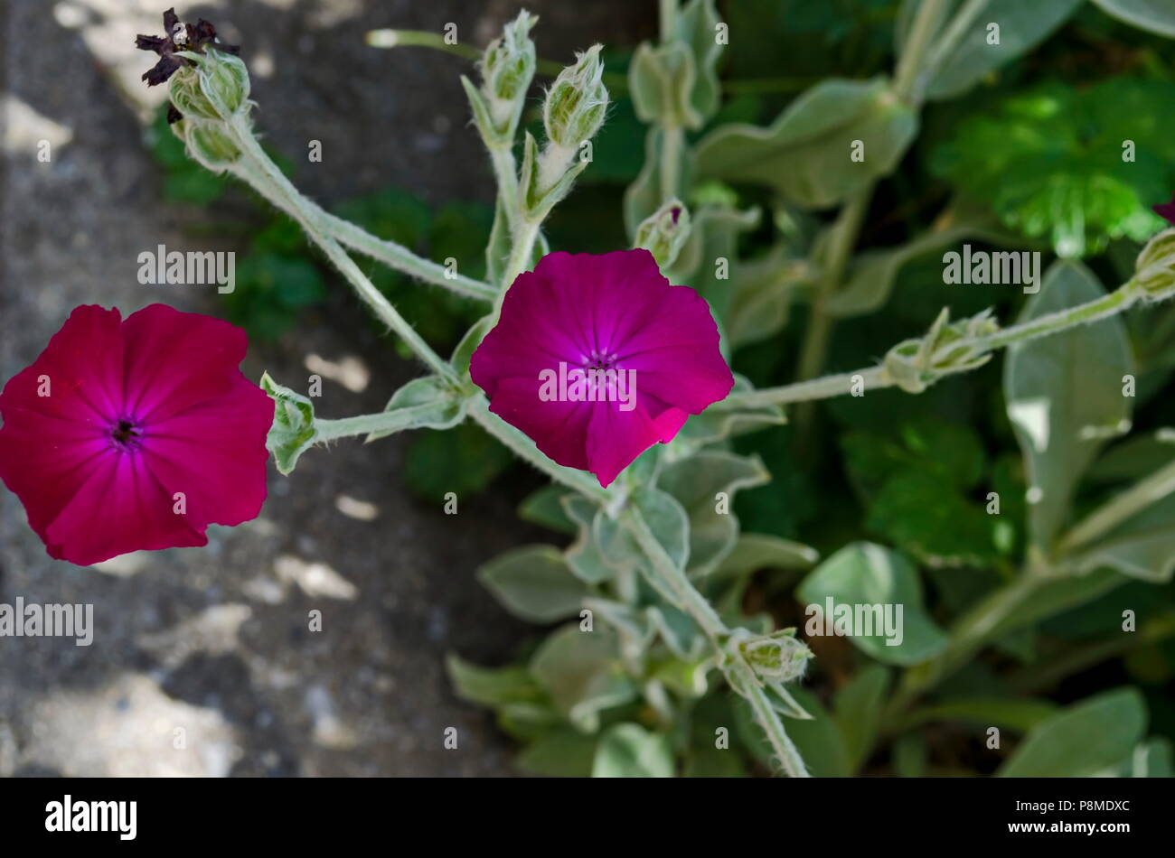 Corncockle, github o Agrostemma githago suelen reunirse flor violeta silvestre, Sofía, Bulgaria Foto de stock