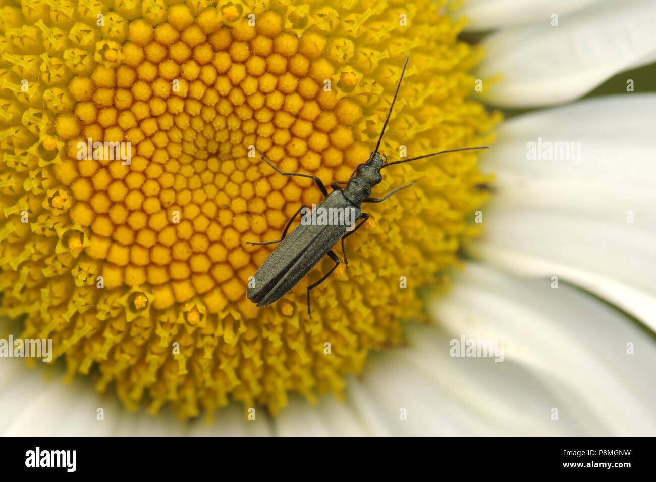 Hembra patas gruesas flor escarabajo (Oedemera nobilis) en ojo de buey Daisy Foto de stock