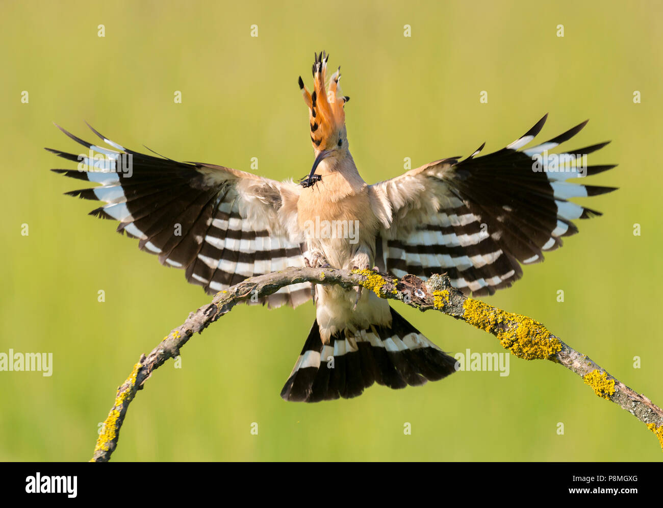 Abubilla aterrizar en la rama con alimentos Foto de stock