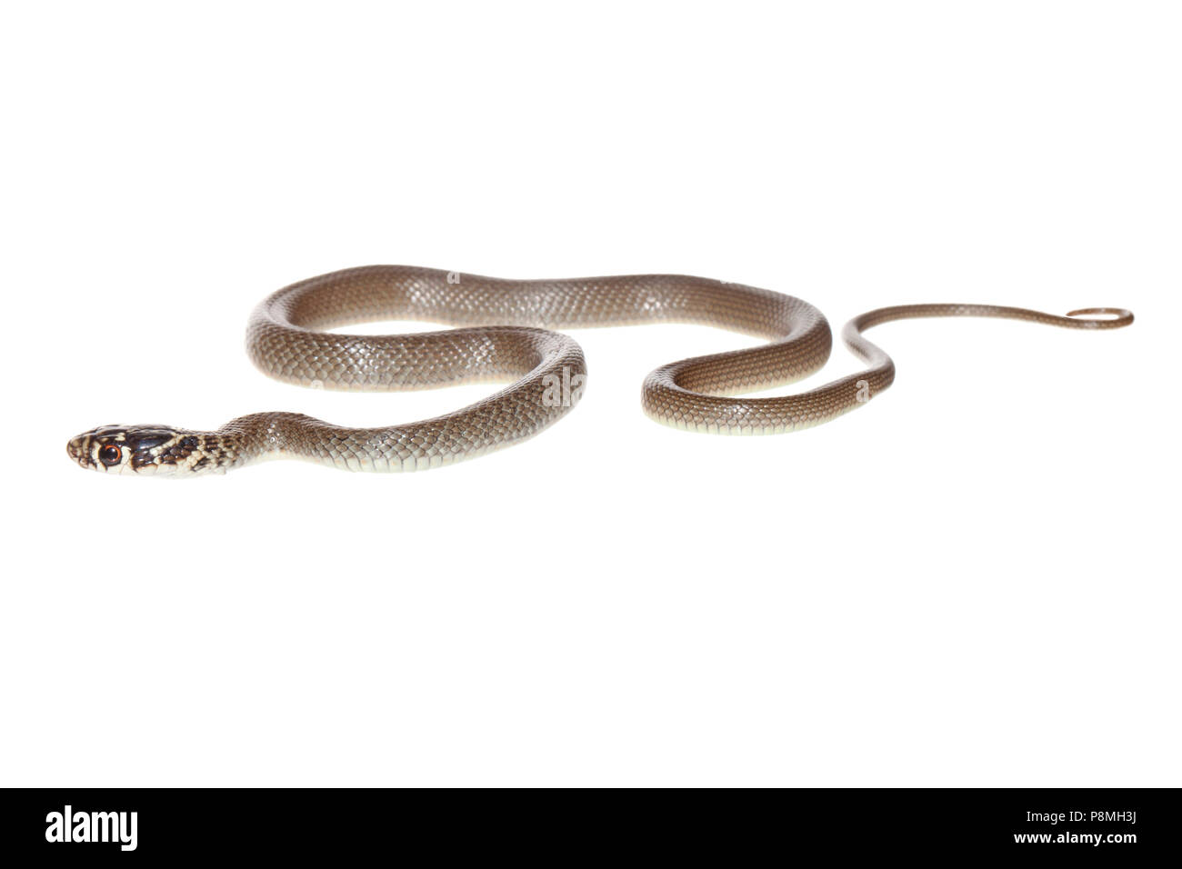Serpiente látigo occidental menores aislados sobre un fondo blanco. Foto de stock