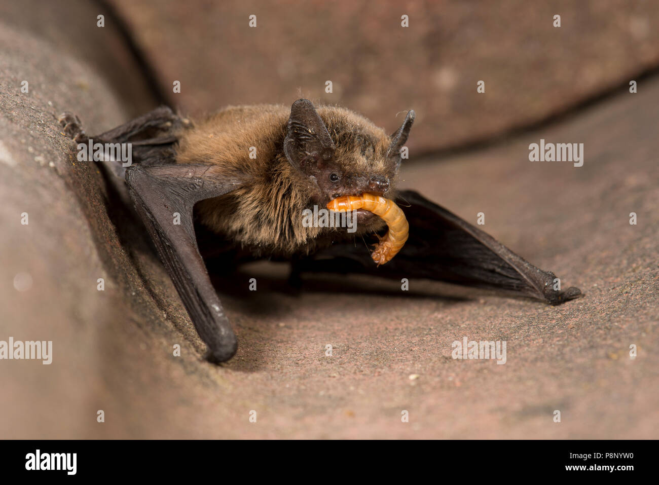 Pipistrelle común está siendo alimentado con un mealworm por un humano en un centro de atención bat Foto de stock