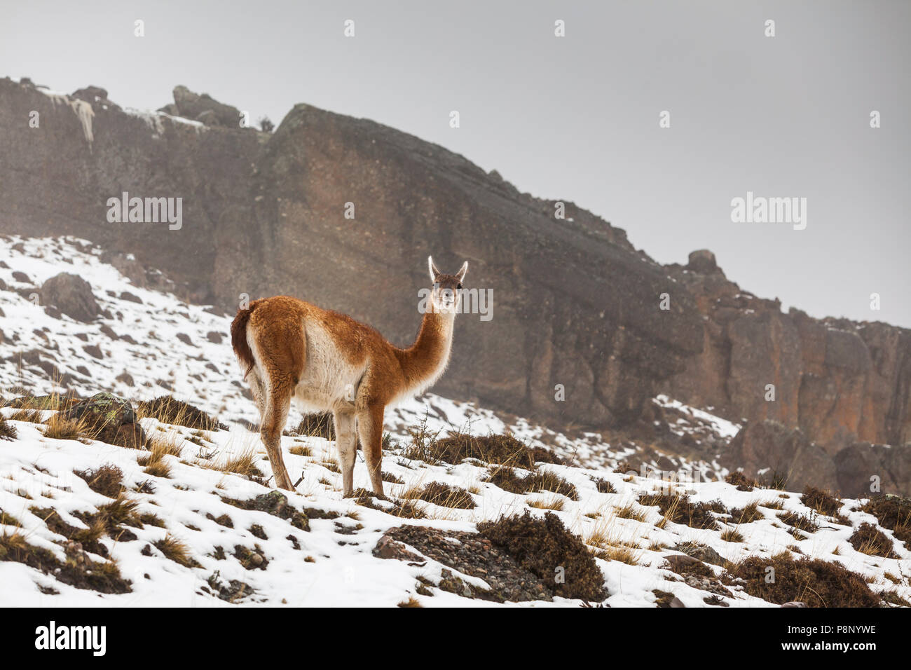 Guanaco (Lama guanicoe) en el paisaje de nieve permanente Foto de stock