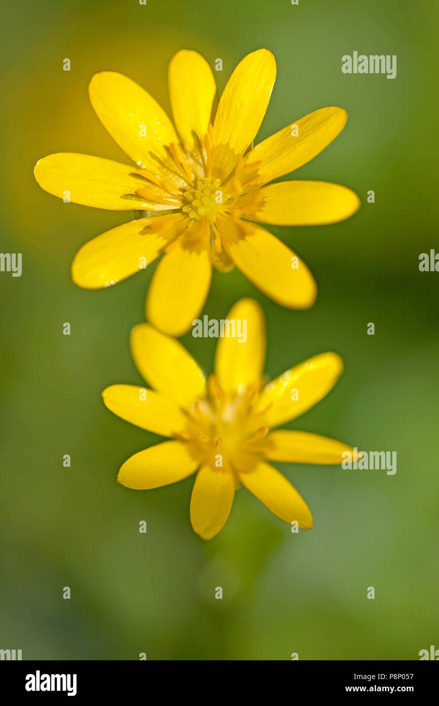Flores de Lesser Celandine Foto de stock