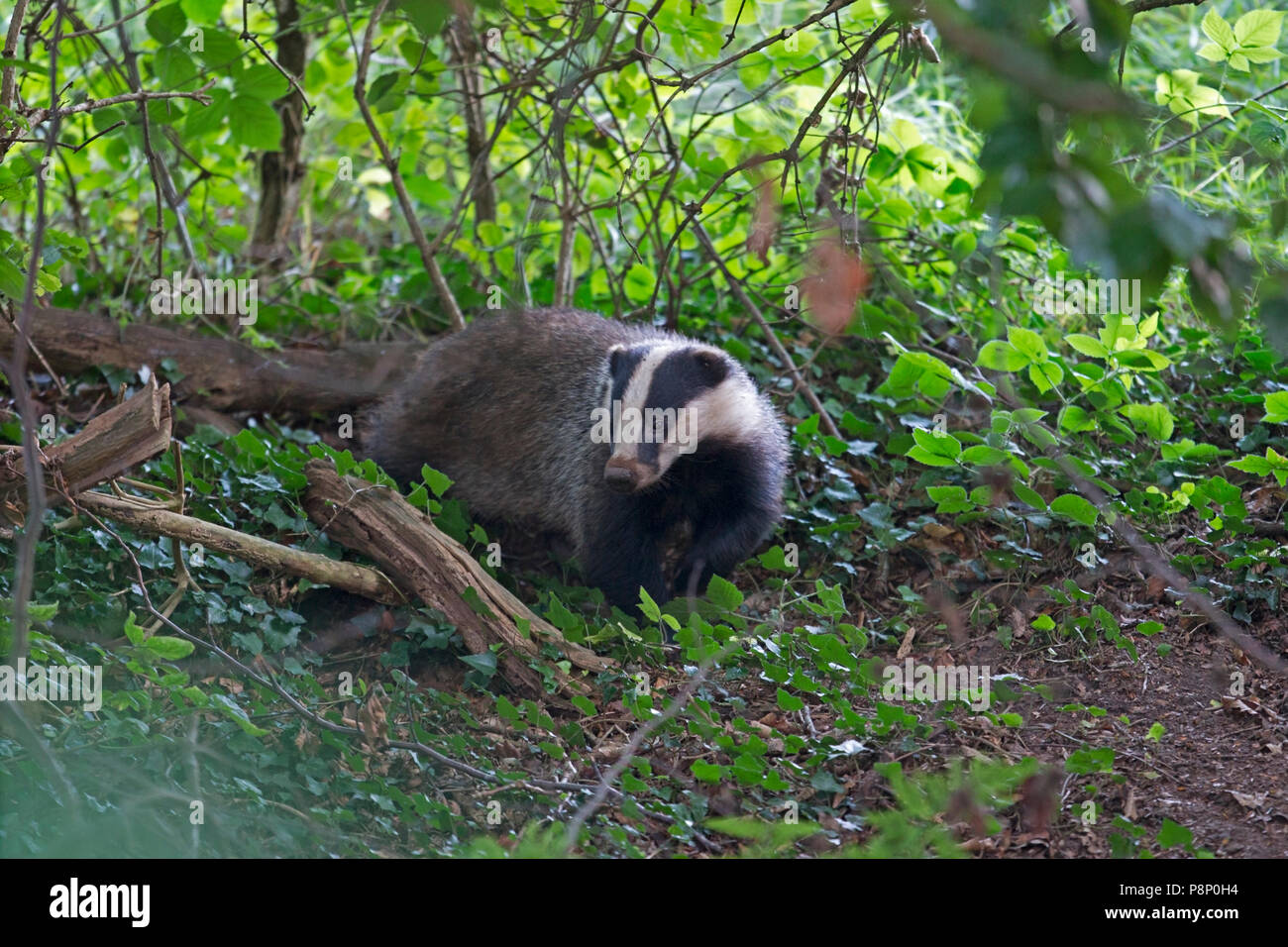 Badger en el bosque Foto de stock