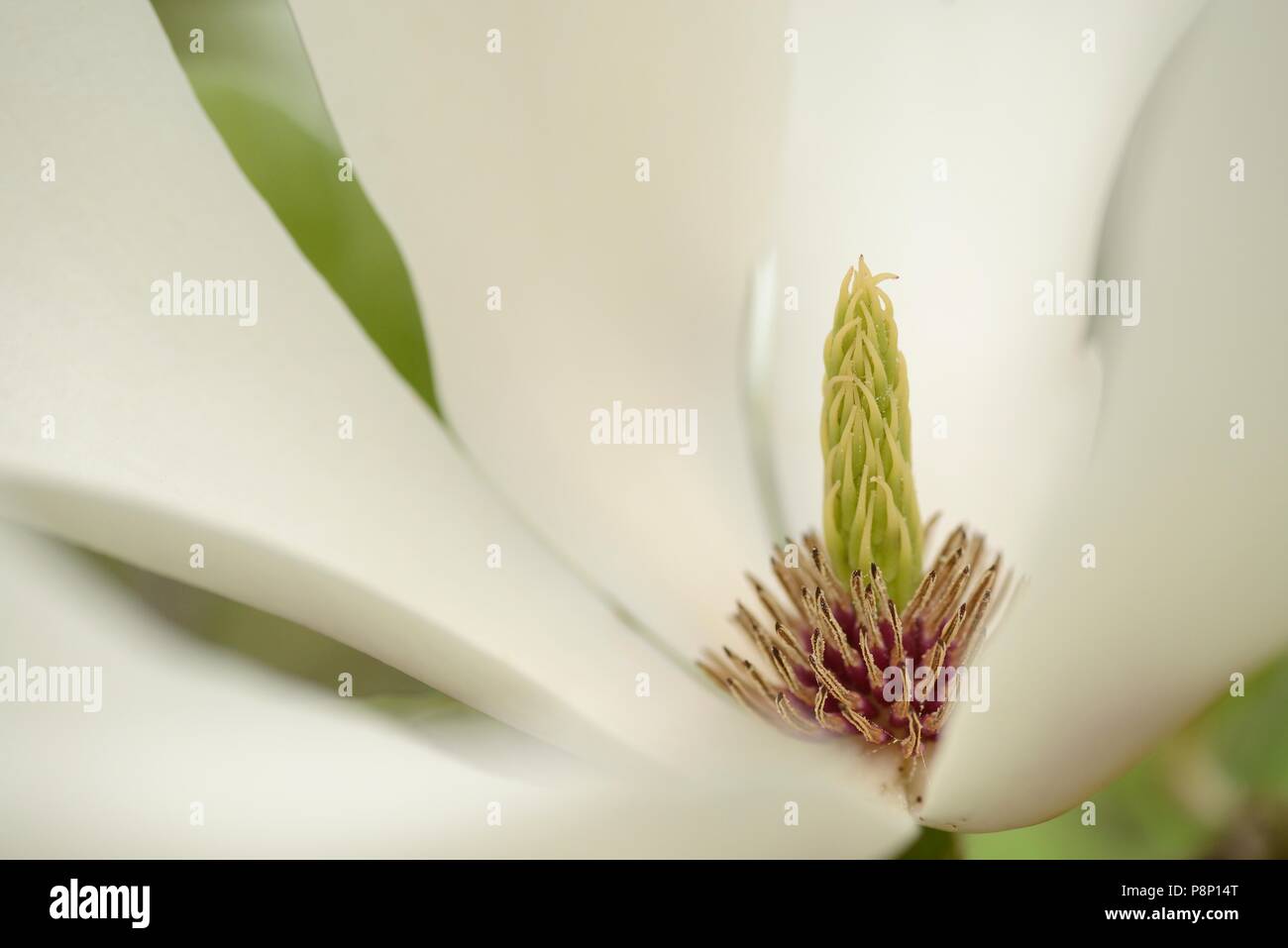 Vista detallada de la flor del platillo magnolia Foto de stock