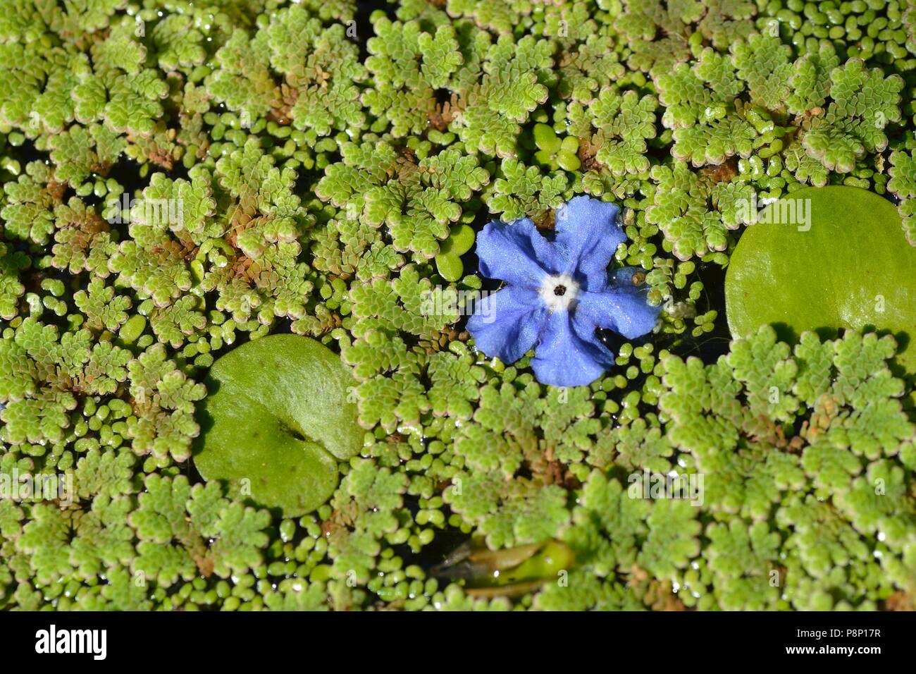 Caído flor de Evergreen bugloss tendido entre el helecho de agua Foto de stock